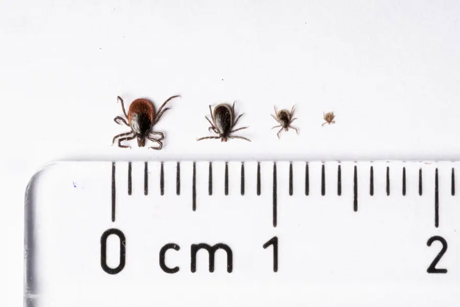 Tick-borne disease